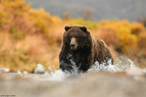 Katmai bear photography tour Alaska