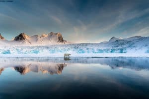 polar bear photo tours