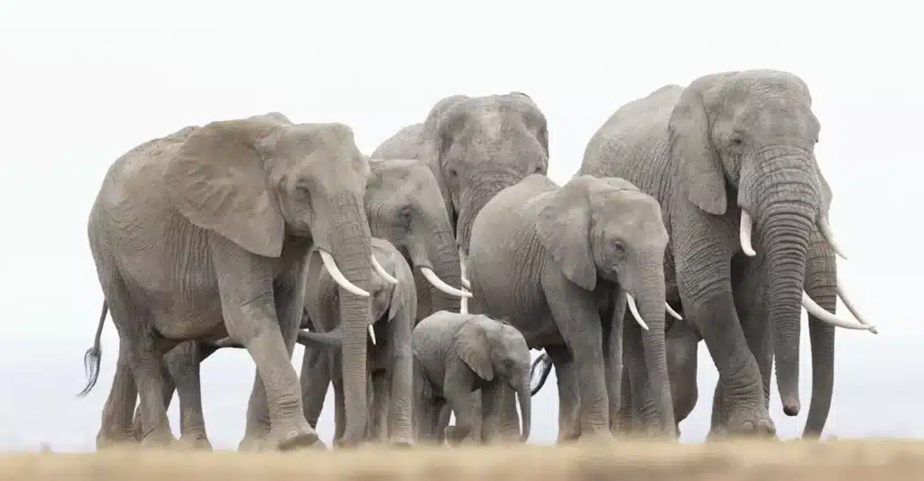best photography tours safari best photography tours safari