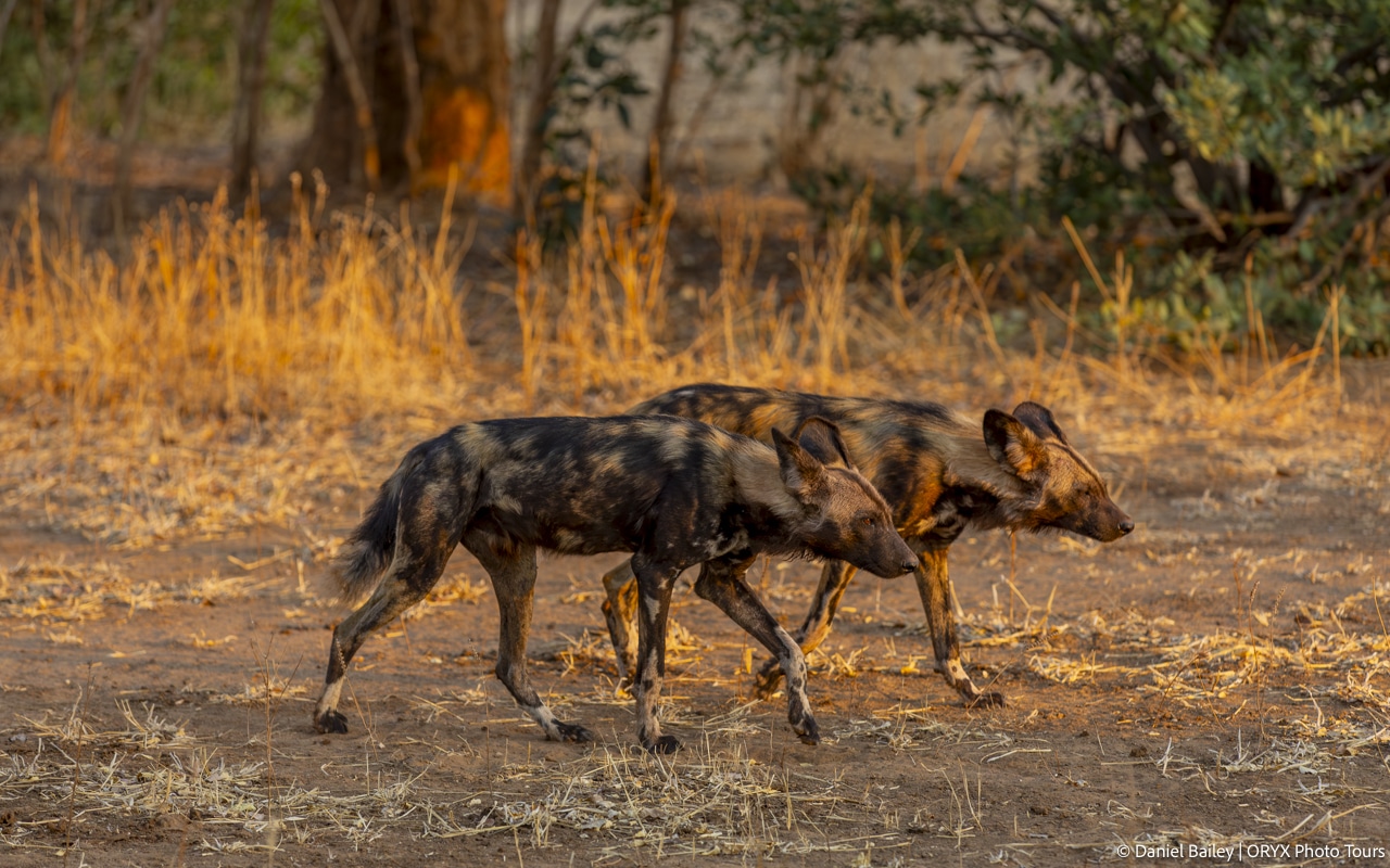 lower zambezi safari 137